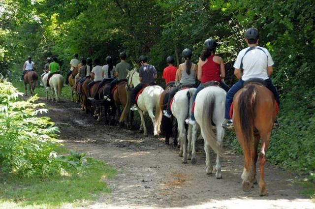 caballos llavorsi.jpg